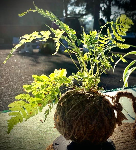 Kokedama Workshop - Windsor SUNDAY 22nd June - 4.30pm-6.30pm