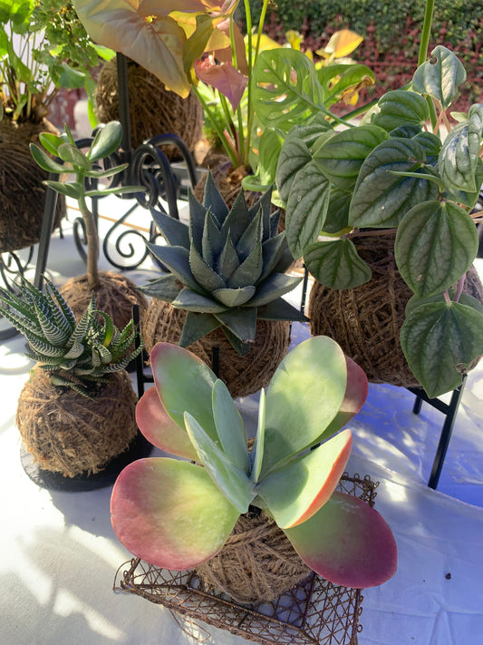 Kokedama Workshop - Windsor SATURDAY 5TH JULY - 3pm-5pm