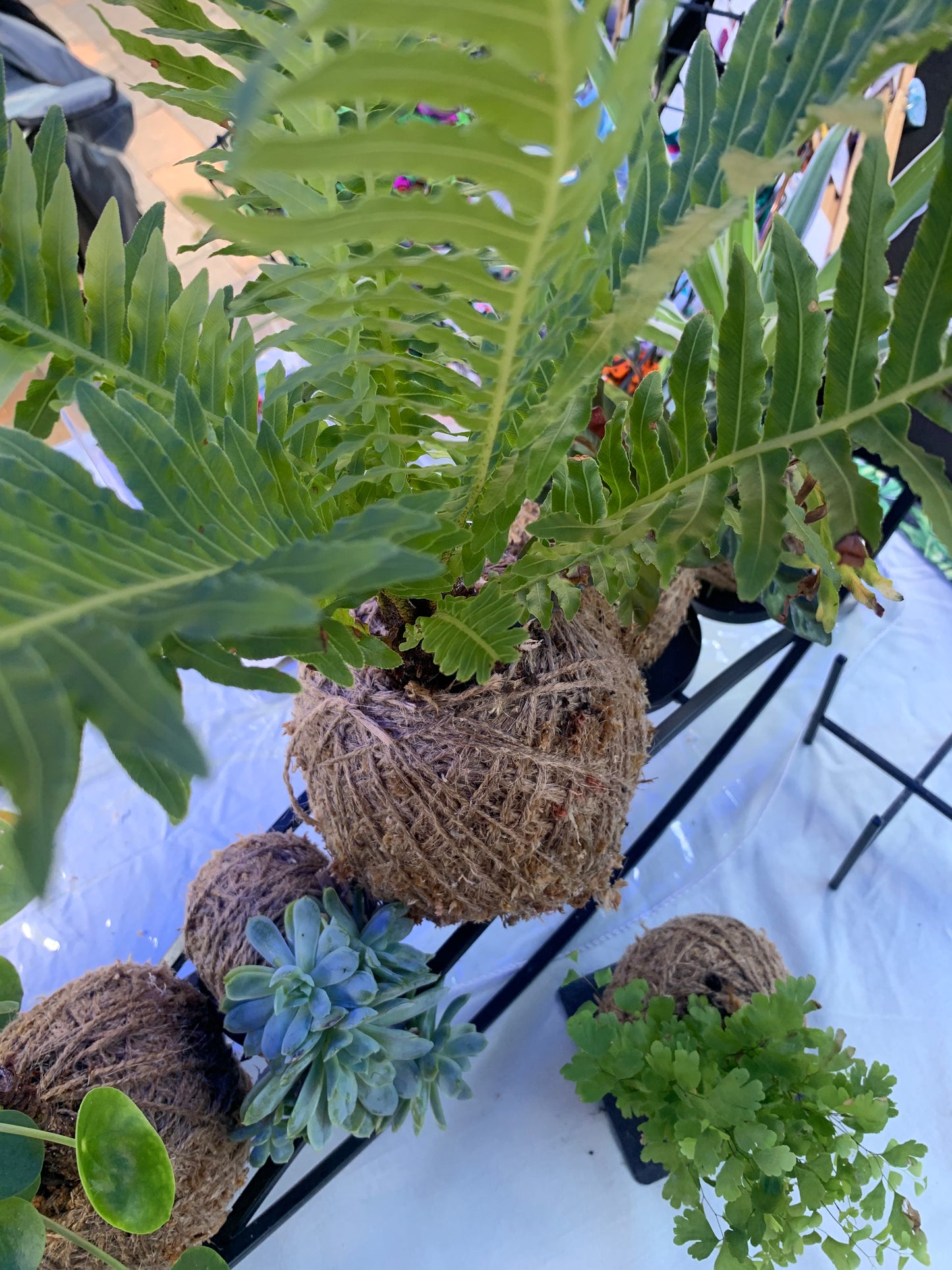 Kokedama Workshop - Windsor SATURDAY 5TH JULY - 3pm-5pm